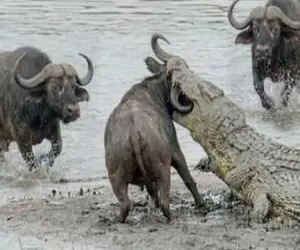 مستند حیات وحش؛ کروکودیل پس از حمله به بوفالو خودش شکار شد!
