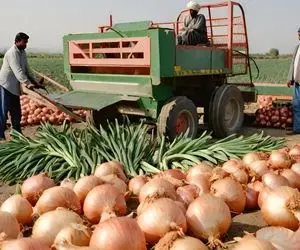 کشاورزی نوین؛ چند 1000 تن پیاز با ماشین های مدرن میچینن بعدم یه ماشین میاد گونی میزنه