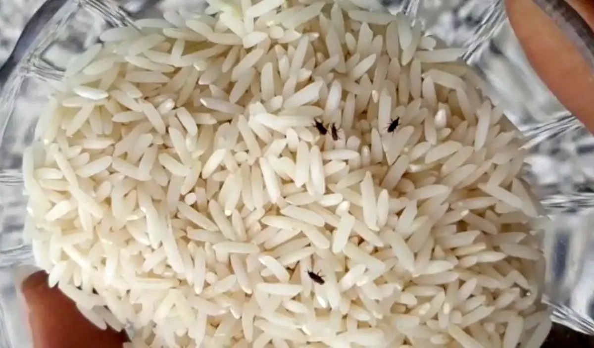 شپشک برنج