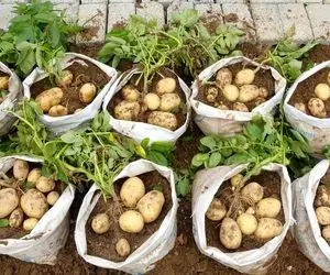 ایده های خلاقانه؛ باغچه کف حیاط نداری؟ خیالی نیست تو گونی سیب زمینی بکار محشر میشه