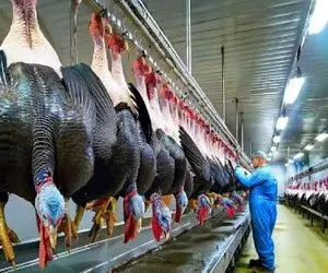 فرآوری بوقلمون؛ پشت پرده سودآوری ویژه اما بی‌رحمانه جهانی از پروتئین بوقلمون