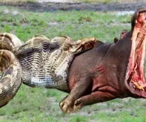 جذابیت حیات وحش / پیتون غول با خزیدن ناگهانی دور اسب آبی دهن گشاد زمین گیرش کرد