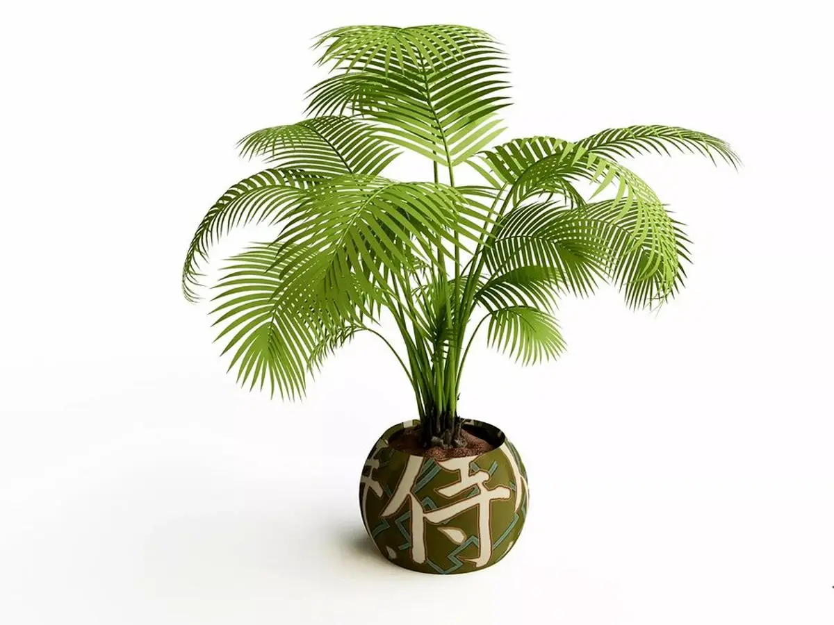 نخل شامادورا