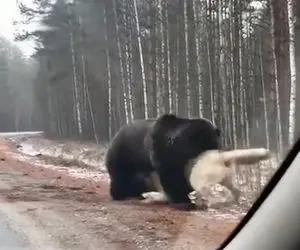 مستند حیات وحش؛ خرس سیاه مثل کشتی گیرای سنگین وزن خیمه زد رو سگ سفید