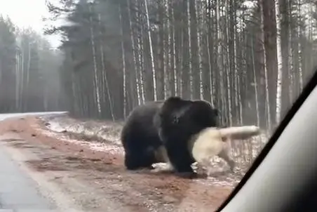 مستند حیات وحش؛ خرس سیاه مثل کشتی گیرای سنگین وزن خیمه زد رو سگ سفید