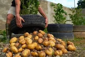 کاشت و برداشت خانگی؛ جای باغچه توی لاستیک سیب زمینی کاشته یه بار خر محصول جمع کرده