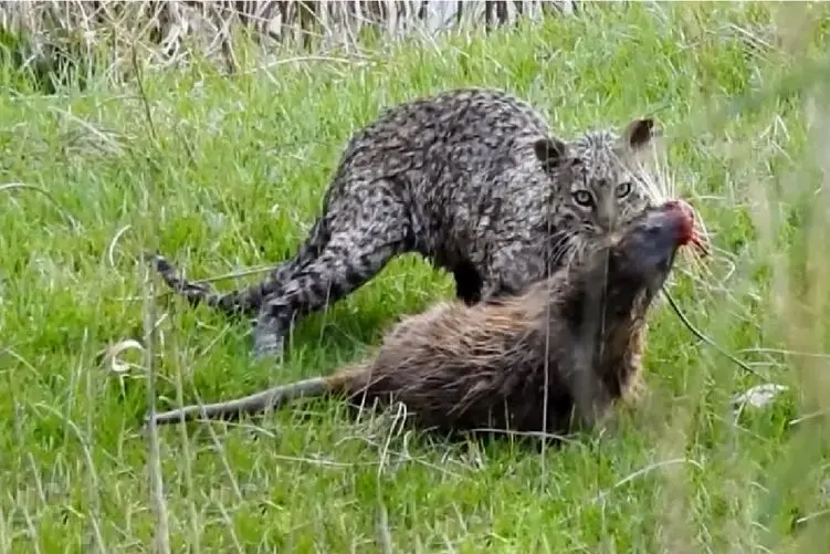 مستند حیات وحش؛ جاذبه ام نتونست مانع دعوا گربه های وحشی شه