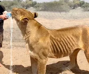 از جذابیت های حیات وحش؛ آقاهه واقعا کله خر با بطری آب معدنی داره به شیر آب میده