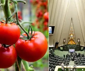 پای مجلس به افزایش قیمت گوجه‌ فرنگی باز شد