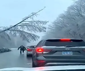 معماری طبیعت؛ درخت افتاد رو سیم های برق کندشون راننده ها به عزرائیل دست تکون دادن