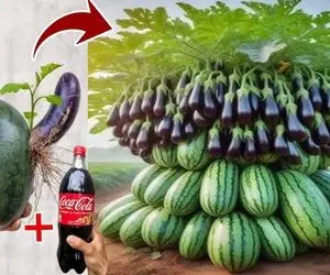 کشاورزی نوین؛ هندوانه و بادمجان رو بهم پیوند زده تو خاکش نوشابه ریخته هر دو درومده