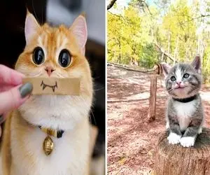 شناخت احساسات گربه ها؛ با زبون بدن بهت میگه که شاده یا غمگین و تو باید براش چیکار کنی