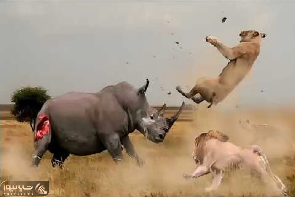 نارام زیان؛ کرگدن زره پوش با یه راند کیک هوس کیک بوکس شیر مورد عنایت قرارداد