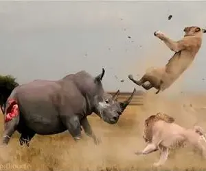 نارام زیان؛ کرگدن زره پوش با یه راند کیک هوس کیک بوکس شیر مورد عنایت قرارداد