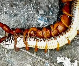 از بدایع حیات وحش؛ هزارپای حریص کابوس بزرگ مار نگون بخته چسبید بهش اونو بلعید