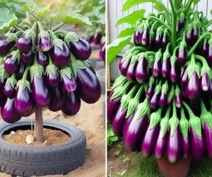 کشاورزی نوین؛ با خمیر دندون بادمجون پیوند زدن بدون تخم هر دونه اش دو کیلو دلمه ای