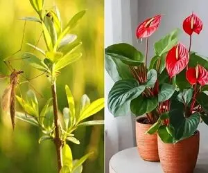 گیاهان آپارتمانی که پشه‌ ها را از خانه شما دور میکنند؛ تابستون که محفل پشه هاس نزدیکه