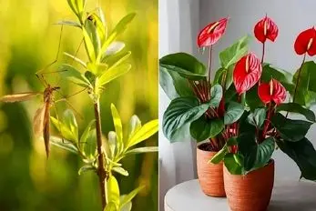 گیاهان آپارتمانی که پشه‌ ها را از خانه شما دور میکنند؛ تابستون که محفل پشه هاس نزدیکه