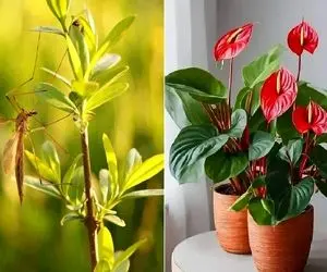 گیاهان آپارتمانی که پشه‌ ها را از خانه شما دور میکنند؛ تابستون که محفل پشه هاس نزدیکه