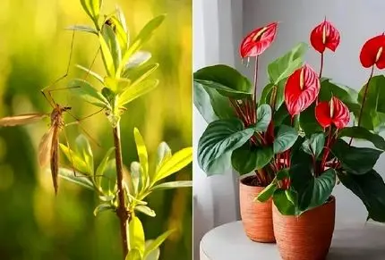 گیاهان آپارتمانی که پشه‌ ها را از خانه شما دور میکنند؛ تابستون که محفل پشه هاس نزدیکه