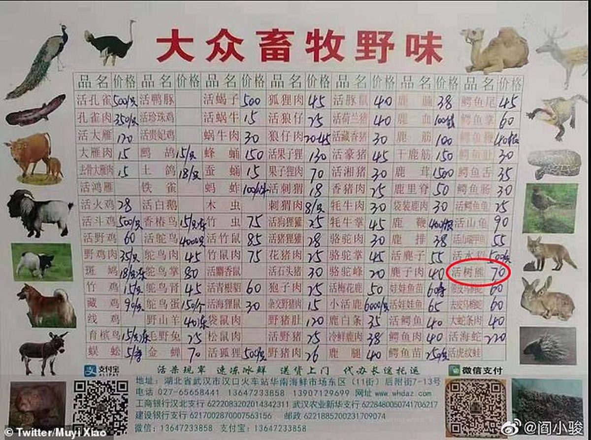 منشأ ویروسِ کرونا مشخص شد؛ بازار حیوانات وحشی چین