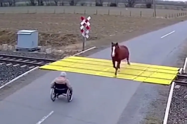 معماری طبیعت؛ اسب پیرزن رو ویلچر رو لگد کرد اما دلیل محکمی داشت که شوکه کننده اس