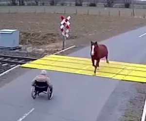 معماری طبیعت؛ اسب پیرزن رو ویلچر رو لگد کرد اما دلیل محکمی داشت که شوکه کننده اس
