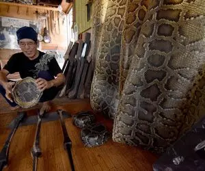 فرآوری مار؛ پوست پیتون غولو با میله درمیاره سالم باشه کفش تولید میکنه میلیونی