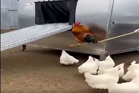 دامداری نوین؛ خروس گیج از سر کنجکاوی رفت تو دستگاه شنیسل شد مرغا رو بیوه کرد