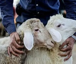 (جدول) قیمت دام زنده امروز ۵ آذر ۱۴۰۳/ تنش در بازار دام زنده به اوج رسید