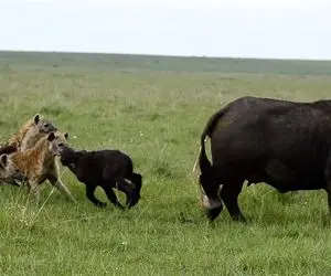مستند حیات وحش؛ بوفالو تازه زائید که کفتارها اومدن سروقت خودش و بچه اش