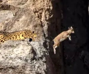 از جذابیت های حیات وحش؛ پلنگ تو سینه چاک کوه افتاد دنبال بز و صخره صخره پریدن