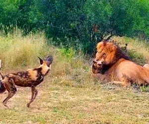 مستند حیات وحش؛ سگ‌ های وحشی می‌ خواهند برادرشان را از دست شیر ​​نجات دهند