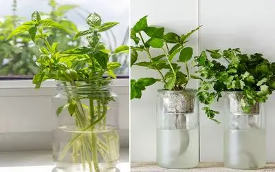 سبزی تازه با یک لیوان آب/ چطور سبزیجات را بدون خاک پرورش دهیم؟