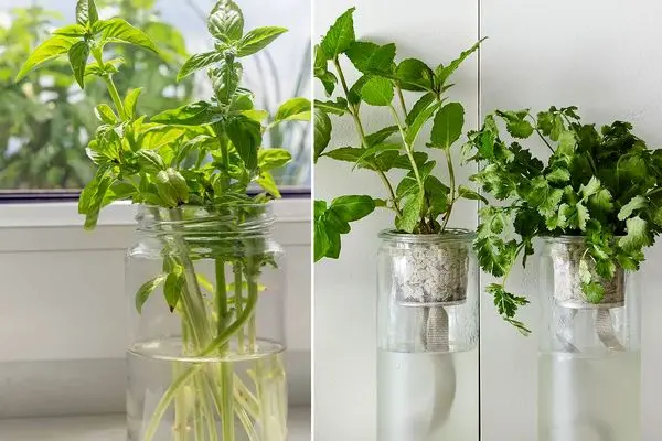 سبزی تازه با یک لیوان آب/ چطور سبزیجات را بدون خاک پرورش دهیم؟