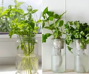 سبزی تازه با یک لیوان آب/ چطور سبزیجات را بدون خاک پرورش دهیم؟