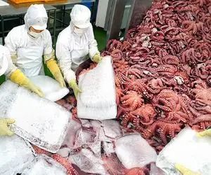 کارخانه حیوانات؛ بعد جوشوندن هشت پا گردنشو قطع و پاشو جدا بسته بندی میکنن میفروشن