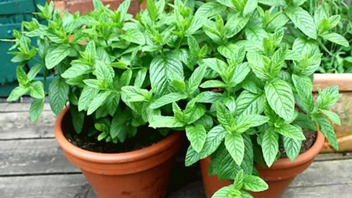 گلدان نعنا