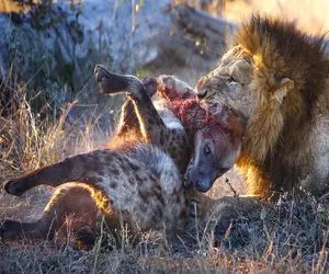 نارام زیان؛ شیر شرور کفتار لاشخور رو شرحه شرحه میکنه تا دیگه بچه هاشو نخورن