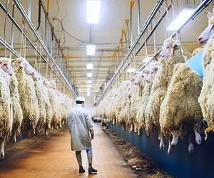 فرآوری گوسفند؛ با روش های مدرن بره و گوسفند پروش میدن پر پشم و اندازه گوساله 