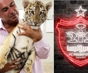 الکس هادی تقی تاجر خریدار پرسپولیس کیست و برای پرسپولیس چقدر پول می دهد؟