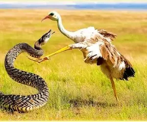 جذابیت حیات وحش/ پیتون خواست این شکارچی رو ببلعه ولی حلقش جر خورد