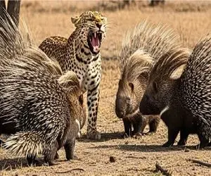 حیات وحش مصنوعی؛ پلنگ طماع در راه ویار جوجه تیغی آبکش شد