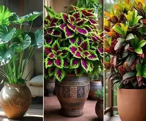 گیاهان آپارتمانی مناسب برای دفع چشم زخم و در امان ماندن از شر حسود؛ زودی چشم میخوری؟