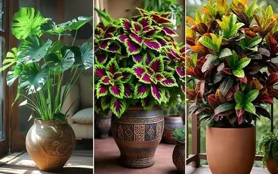 گیاهان آپارتمانی مناسب برای دفع چشم زخم و در امان ماندن از شر حسود؛ زودی چشم میخوری؟