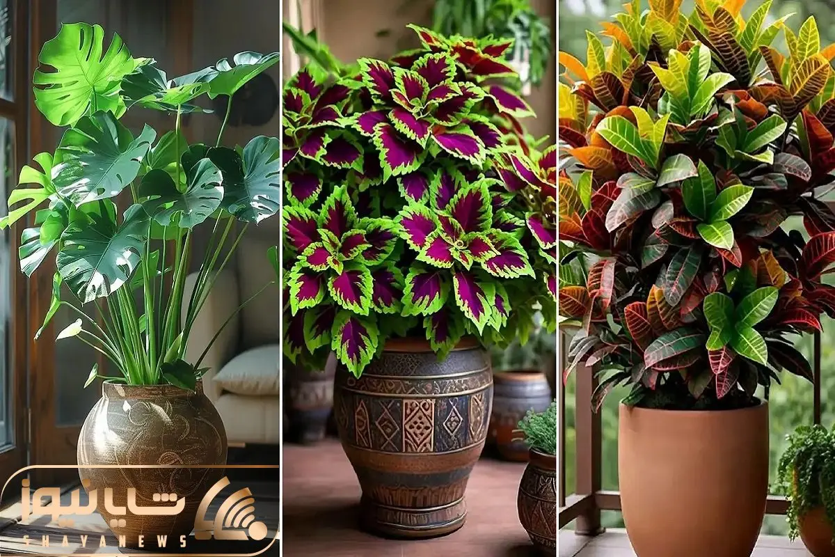 گیاهان آپارتمانی مناسب برای دفع چشم زخم و در امان ماندن از شر حسود؛ زودی چشم میخوری؟