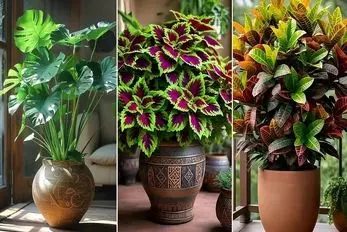 گیاهان آپارتمانی مناسب برای دفع چشم زخم و در امان ماندن از شر حسود؛ زودی چشم میخوری؟