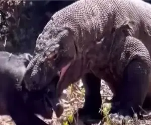 مستند حیات وحش / ته بندی کومودو سفاک با بلع گرازی که هنوز جان داشت