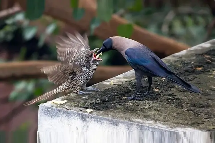 راز بقا؛ بدذات‌ترین پرنده جهان ایشونه! نمک میخوره نمکدون میشکنه