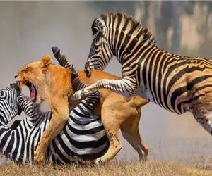 بدایع حیات وحش/گورخر انقدر رو اعصاب شیر راه میره تا آخر بهش هجوم ببره